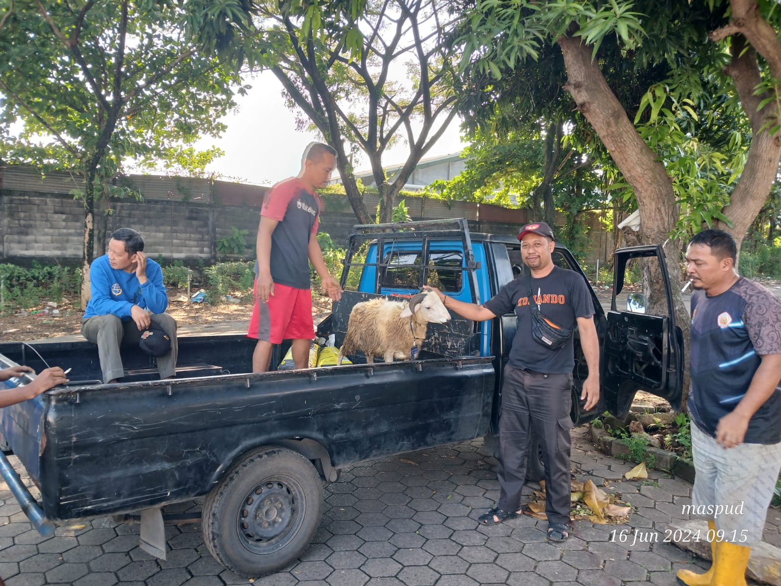 Penyaluran hewan Qurban